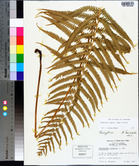 Thelypteris kunthii image