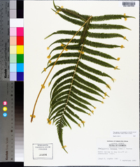 Thelypteris kunthii image