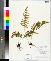 Thelypteris kunthii image