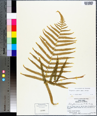 Thelypteris kunthii image