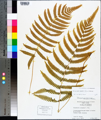 Thelypteris kunthii image