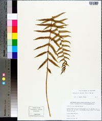 Thelypteris kunthii image