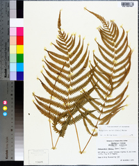 Thelypteris kunthii image