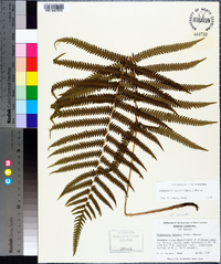 Thelypteris kunthii image