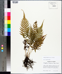 Thelypteris kunthii image