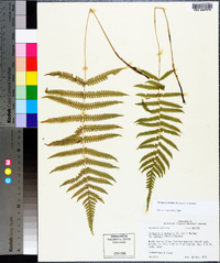 Thelypteris kunthii image