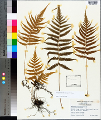 Thelypteris kunthii image