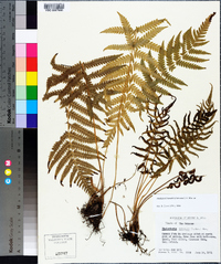 Thelypteris kunthii image