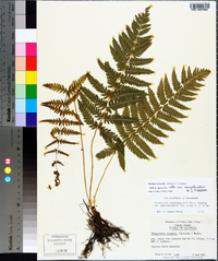 Thelypteris kunthii image