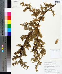 Chamaecyparis thyoides image