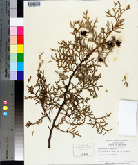 Chamaecyparis thyoides image