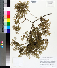 Chamaecyparis thyoides image