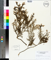 Chamaecyparis thyoides image