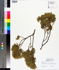 Chamaecyparis thyoides image