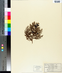 Thuja occidentalis image