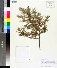 Thuja occidentalis image