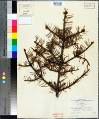 Picea engelmannii image