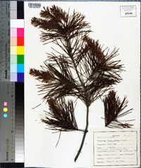 Pinus clausa image