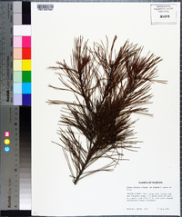 Pinus clausa image