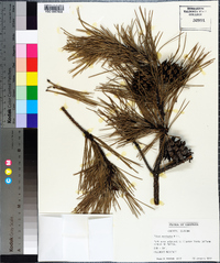 Pinus echinata image