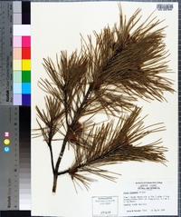 Pinus echinata image