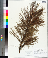 Pinus echinata image