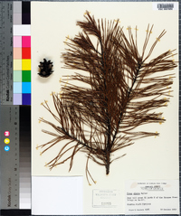 Pinus glabra image