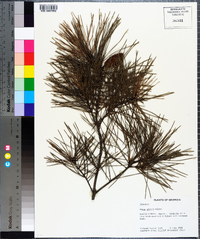 Pinus glabra image