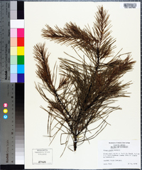 Pinus glabra image