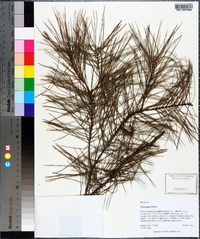 Pinus glabra image