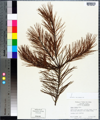 Pinus glabra image