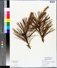 Pinus glabra image