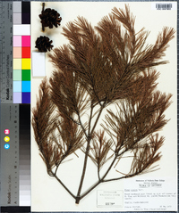 Pinus glabra image