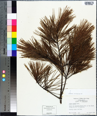 Pinus glabra image