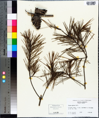 Pinus glabra image