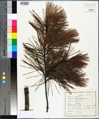 Pinus glabra image