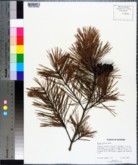 Pinus glabra image