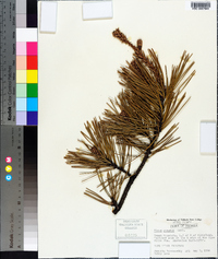 Pinus pungens image