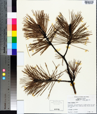 Pinus pungens image