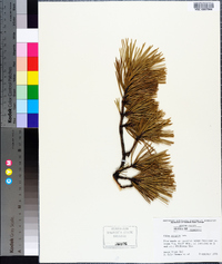 Pinus pungens image