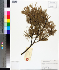 Pinus quadrifolia image