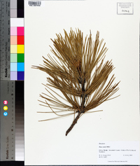 Pinus rigida image