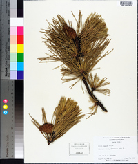 Pinus rigida image