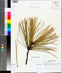 Pinus serotina image