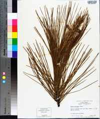 Pinus serotina image