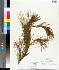 Pinus halepensis image