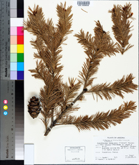 Pseudotsuga menziesii image