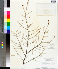 Tsuga canadensis image