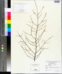 Tsuga canadensis image