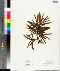 Podocarpus elongatus image